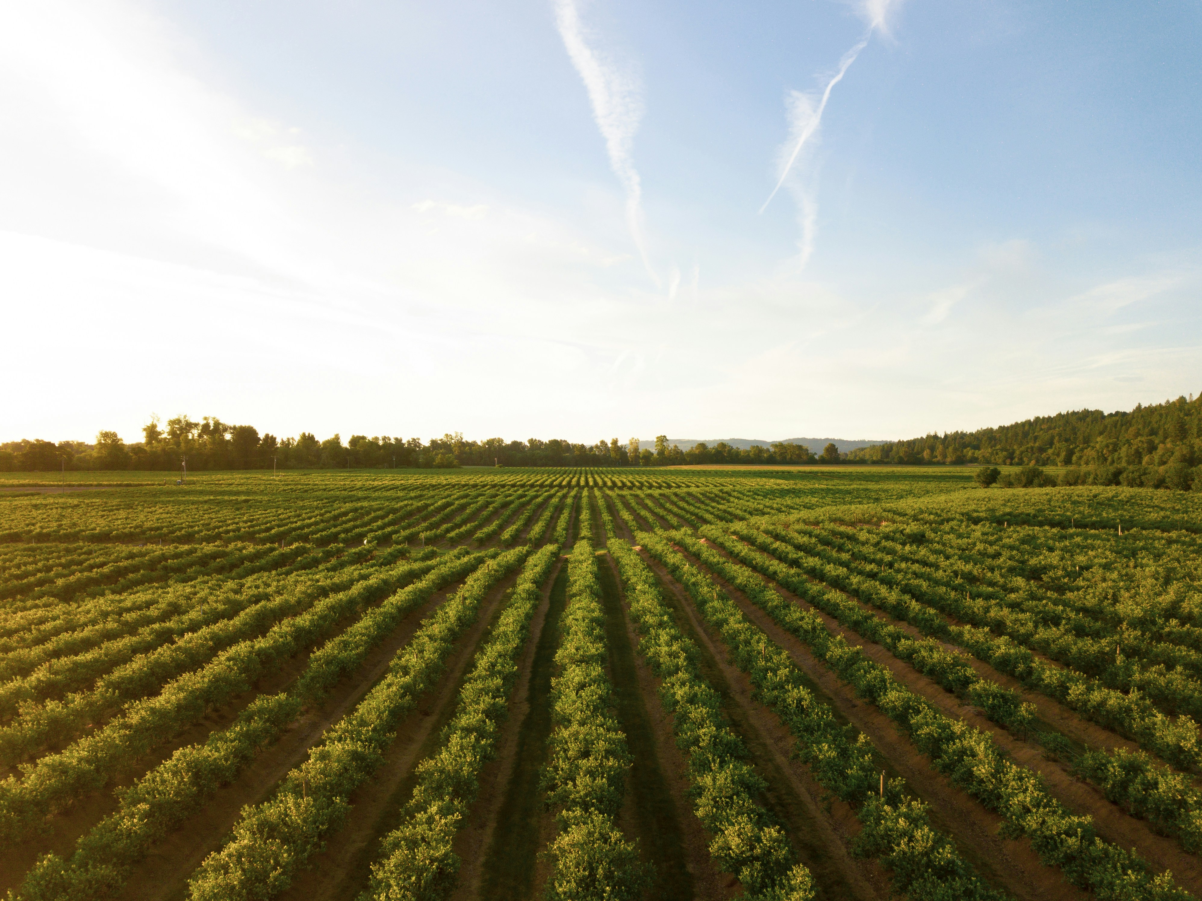 Agriculture Investment