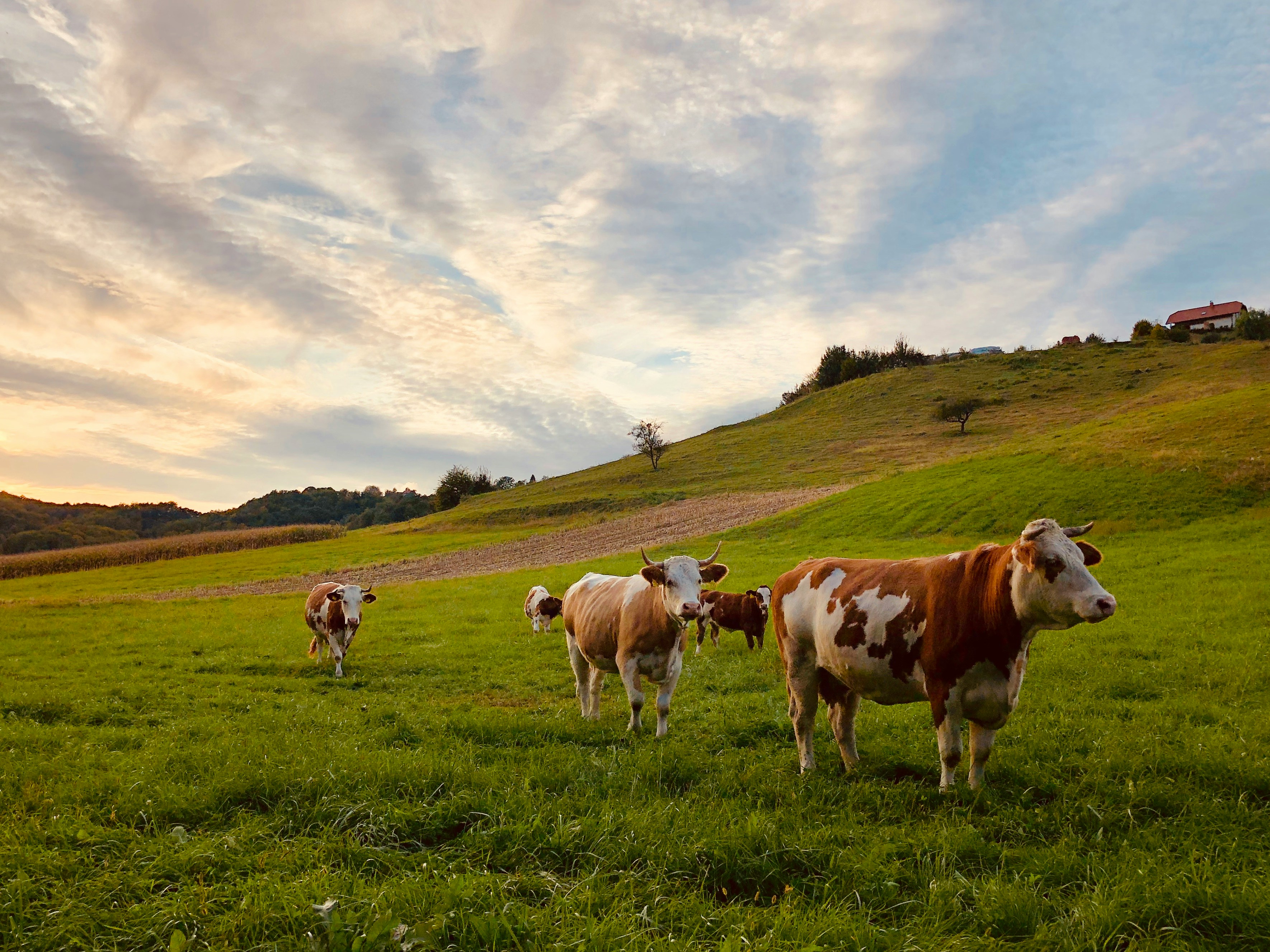 Farming & Livestock